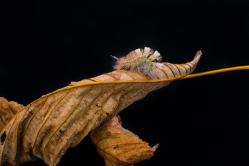 Chenille sur une feuille de marronnier