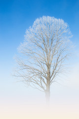 Natural white lace of hoarfrost on frosty tree branches
