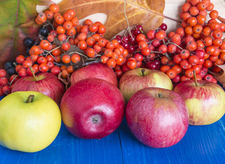 Yellow and red apples, rowan berries, maple leaves on blue wooden background