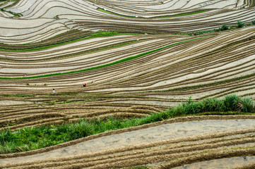 Lonjii rice terraces, Texture, Guilin, China