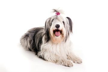 Old English Sheepdog  laying