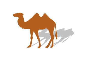 Transportation Goods by Camel. Worldwide Warehouse