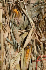 Autumn scene of dried corn stalks with corn