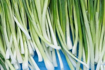 Green onions floating on water