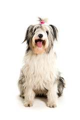 Old English Sheepdog
