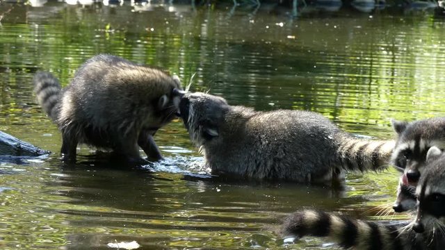 Close up racoons struggling in water