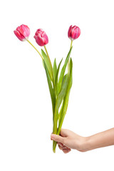 Tulips in female hand