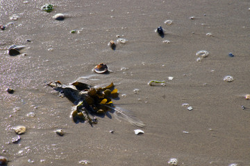 Strandszenen Nordseeküste Cuxhaven
