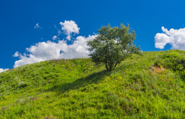 Fototapeta na wymiar Summer landscape with lonely silver-berry tree on a hill in rural Ukrainian area