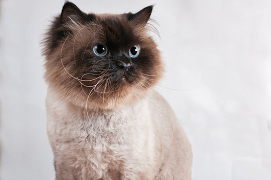 Himalayan cat with hairstyle sits in half-turn isolated studio