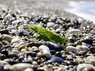 Green Grasshopper on a beach