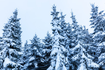 verschneite Tannen im Winter