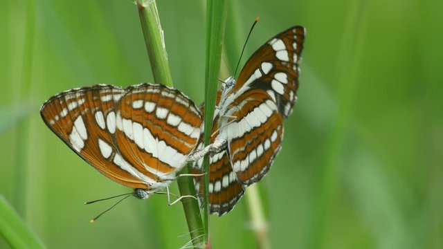 butterflies are mating on the grass the tropical grassland