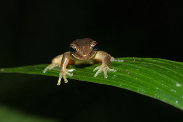 Frog on Leaf
