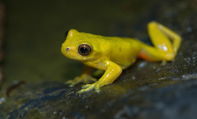 Little Frog
