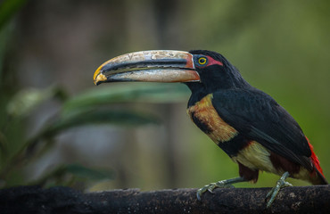 Eating Toucan