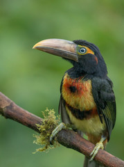 Toucan