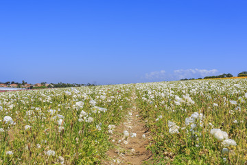 The Flower Fields