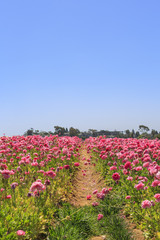 The Flower Fields