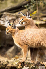 Caracal, Caracal caracal, female with young