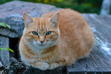Joli chat roux au regard clair