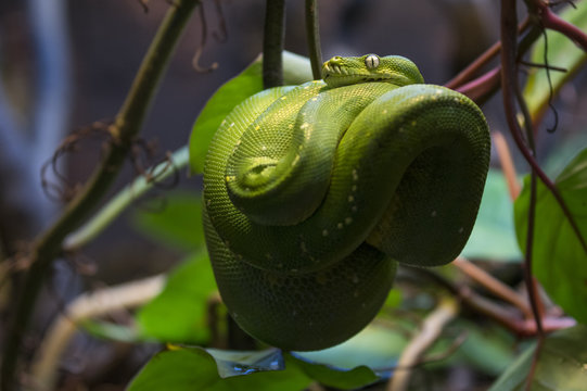 Green tree python resting on a twig
