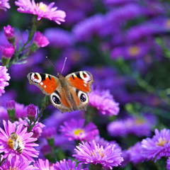 Obraz premium Tagpfauenauge im Oktober