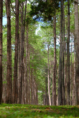 Fototapeta na wymiar road in pine forest, tree way