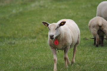 Texel Lamb