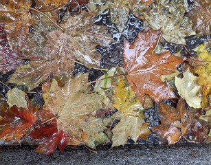 autumn leaves on the pavement - obrazy, fototapety, plakaty