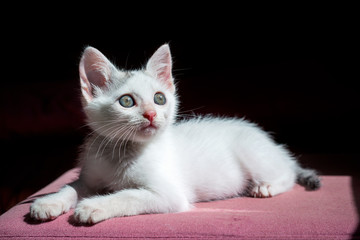 kitten staring at the light