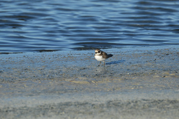 paisajes de aves y marismas en las salinas 