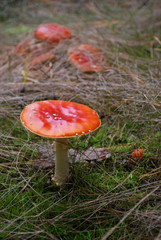 семейство мухоморов