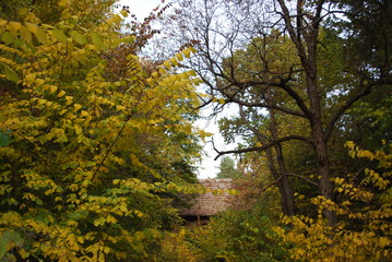 осенняя листва