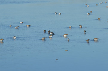 paisajes de aves y marismas en las salinas 