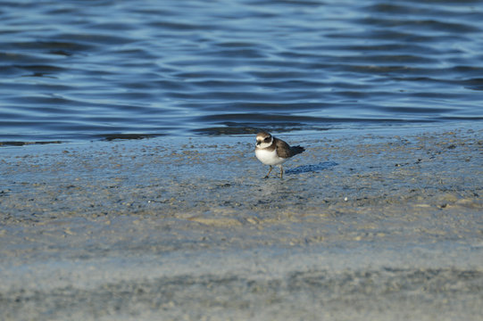 paisajes de aves y marismas en las salinas 