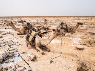 Des dromadaires pour transporter du sel dans le Danakil Depressi