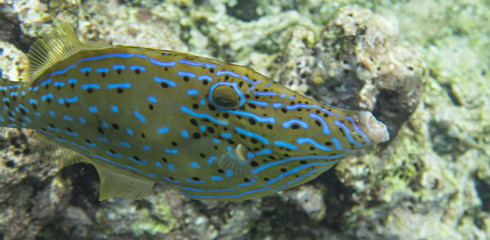 Scrawled Filefish