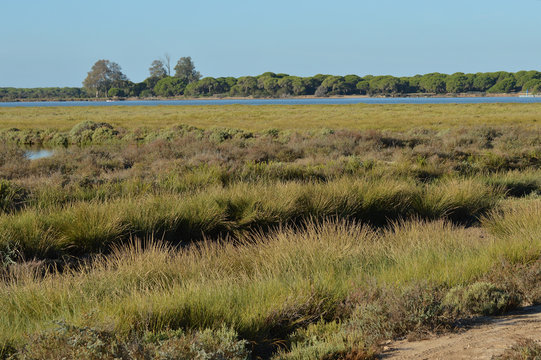 paisajes de aves y marismas en las salinas 