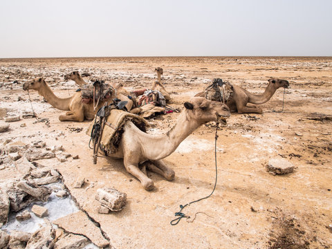 Dromedary camels jused to transport salt in the Danakil Depressi
