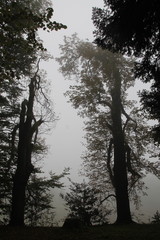 tronc d'arbre dans le brouillard
