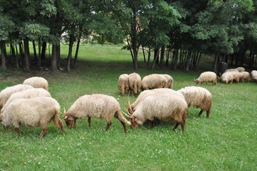 Grazing sheep in Hungary