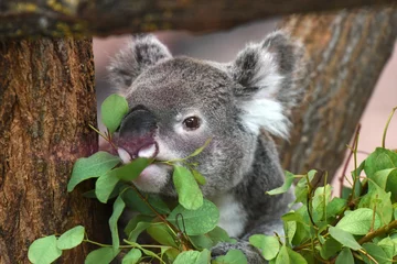 Glasschilderij Koala koala
