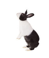 Dutch dwarf rabbit standing on its hind legs. Isolated on white