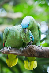 parrot bird sitting on the perch