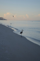 Silhouetted Great Blue Heron at Twilight