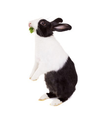 Dutch dwarf rabbit standing on its hind legs with parsley in the
