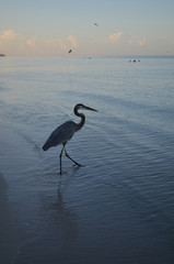 Pretty Great Blue Heron at Dawn Walking into the Water