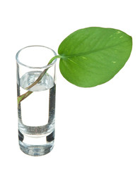 green leaf in a glass