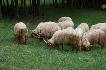 Grazing sheep in Hungary